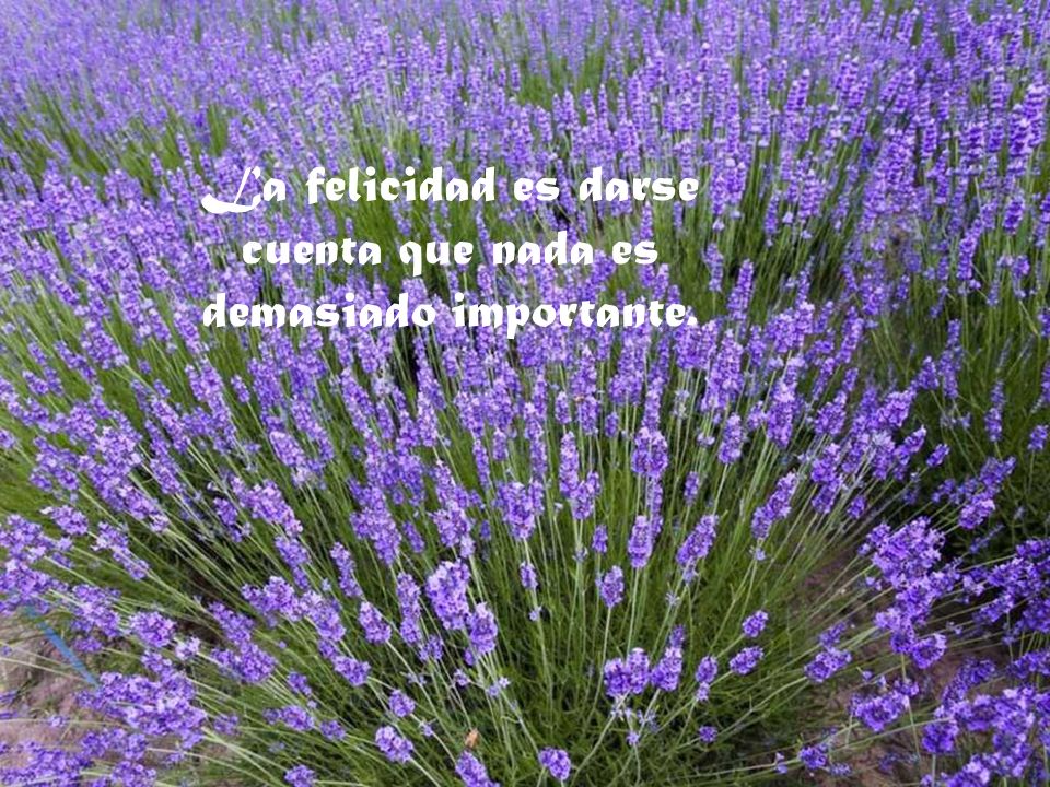 La felicidad es darse cuenta que nada es demasiado importante.