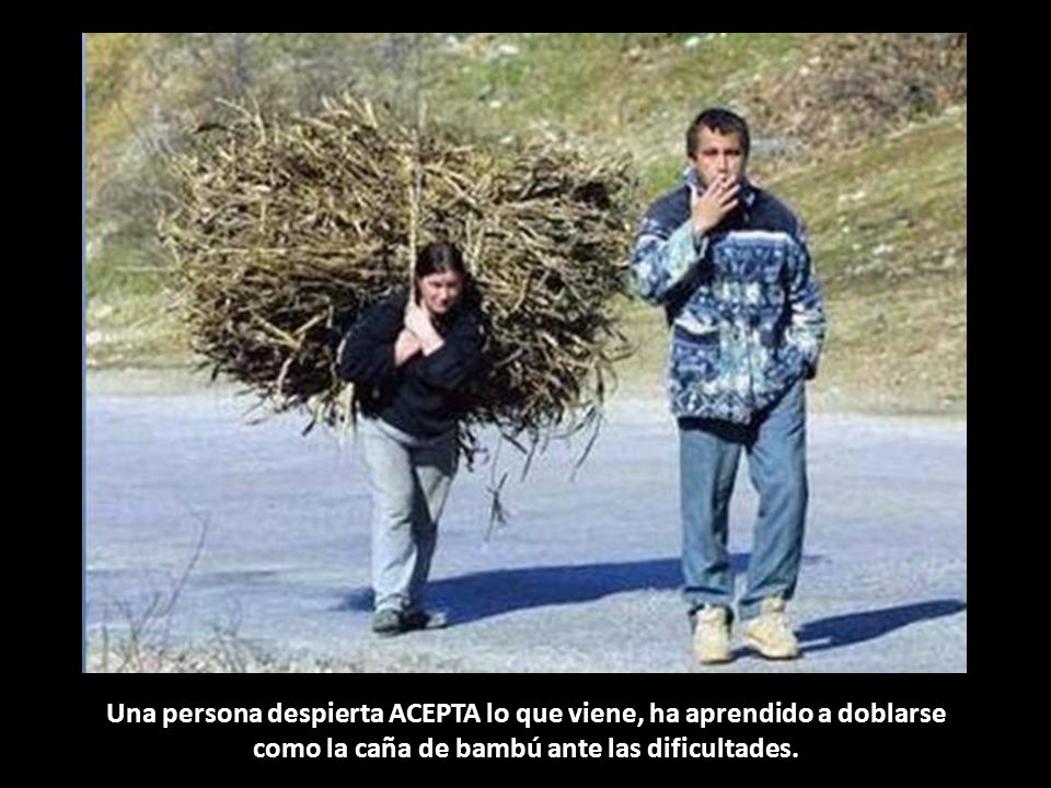 Una persona despierta ACEPTA lo que viene, ha aprendido a doblarse como la caña de bambú ante las dificultades.