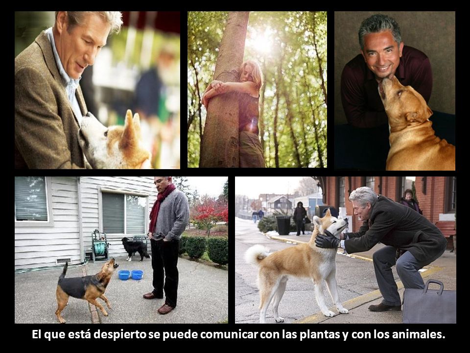 El que está despierto se puede comunicar con las plantas y con los animales.