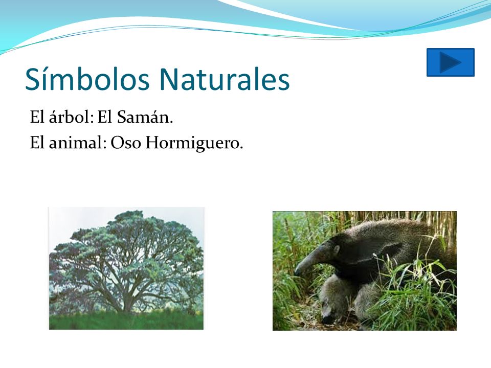 Símbolos Naturales El árbol: El Samán. El animal: Oso Hormiguero.