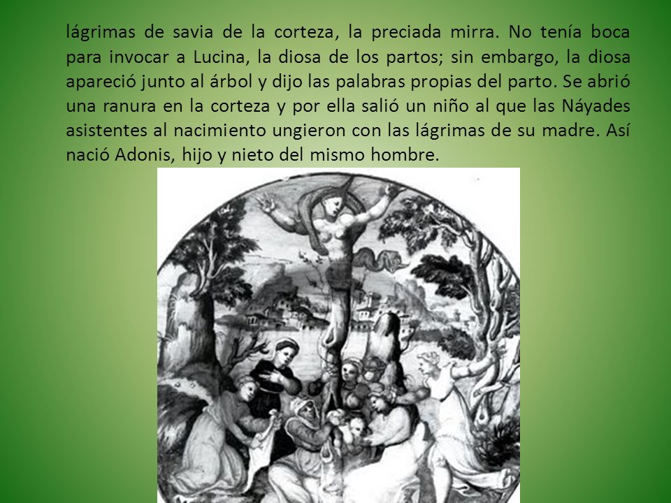 lágrimas de savia de la corteza, la preciada mirra