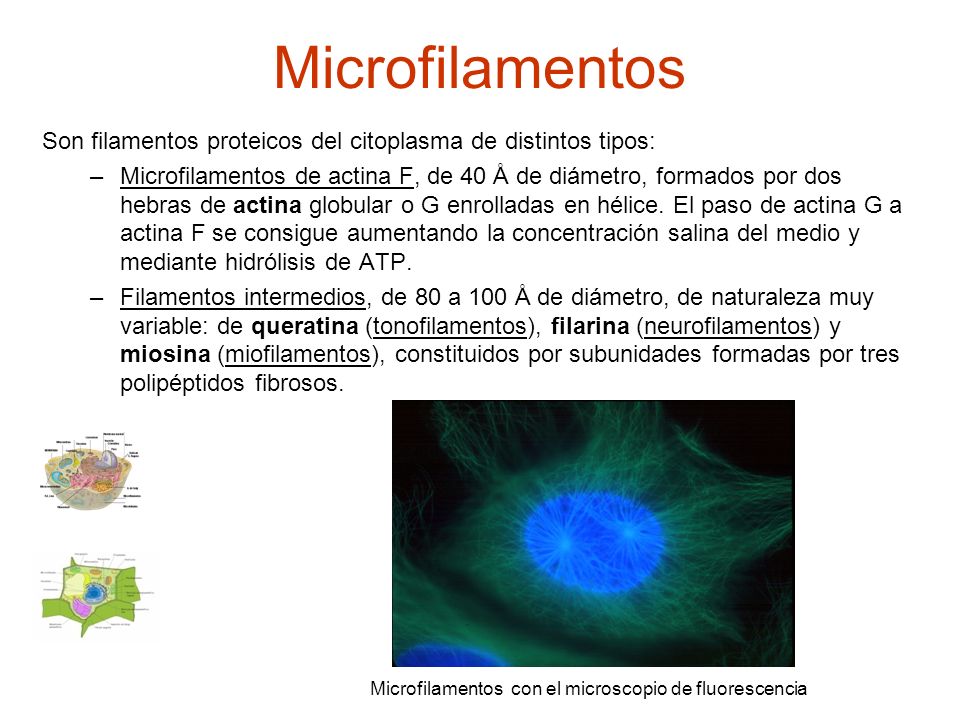 Microfilamentos Son filamentos proteicos del citoplasma de distintos tipos: