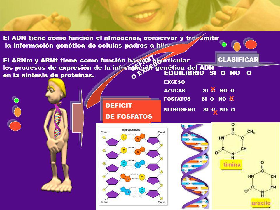 El ADN tiene como función el almacenar, conservar y transmitir