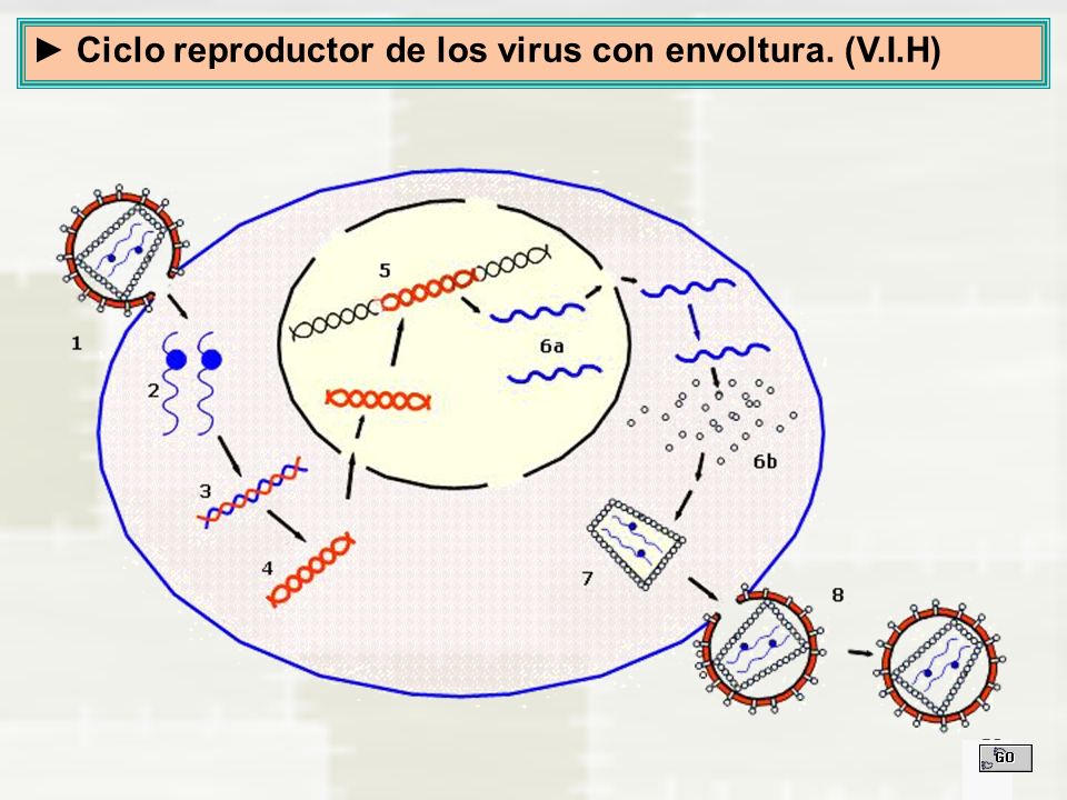 ► Ciclo reproductor de los virus con envoltura. (V.I.H)
