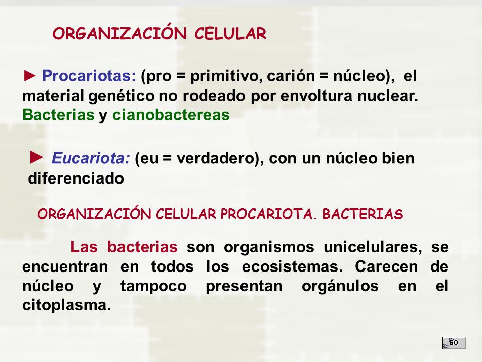 ► Eucariota: (eu = verdadero), con un núcleo bien diferenciado