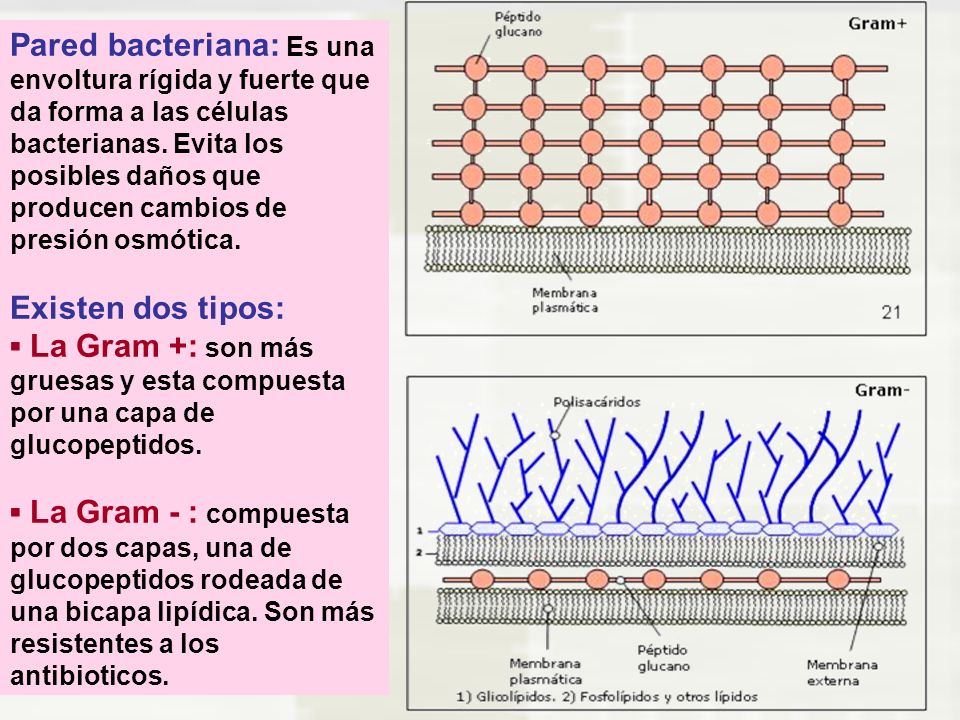 Pared bacteriana: Es una envoltura rígida y fuerte que da forma a las células bacterianas. Evita los posibles daños que producen cambios de presión osmótica.