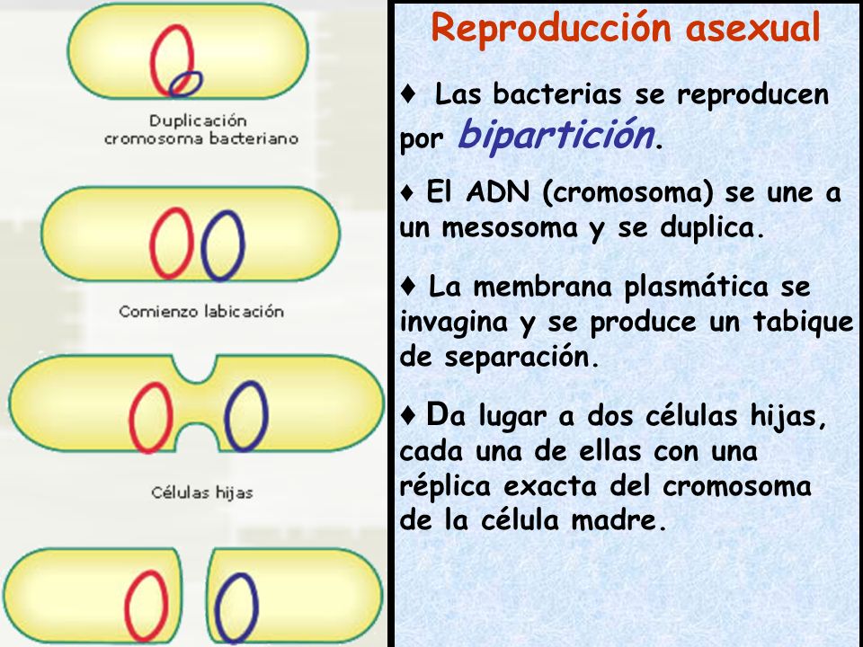 Reproducción asexual ♦ Las bacterias se reproducen por bipartición.