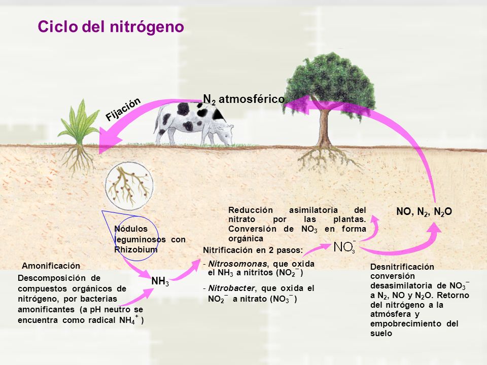 Ciclo del nitrógeno N2 atmosférico Fijación NO, N2, N2O NH3