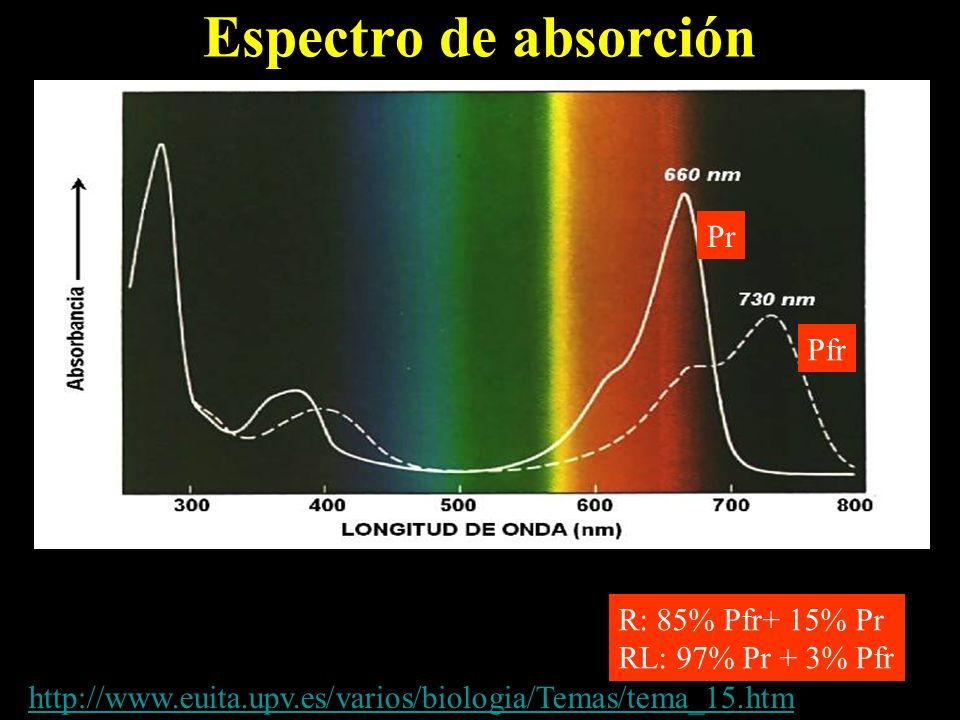 Espectro de absorción Pr Pfr R: 85% Pfr+ 15% Pr RL: 97% Pr + 3% Pfr