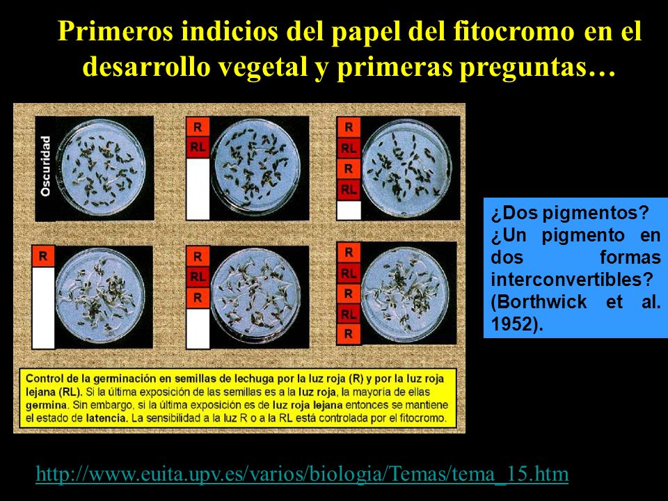 Primeros indicios del papel del fitocromo en el desarrollo vegetal y primeras preguntas…