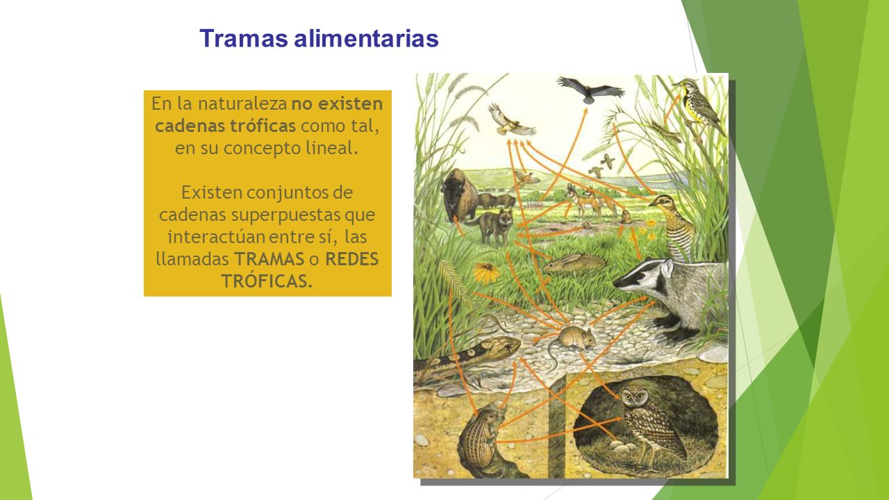 Tramas alimentarias En la naturaleza no existen cadenas tróficas como tal, en su concepto lineal.