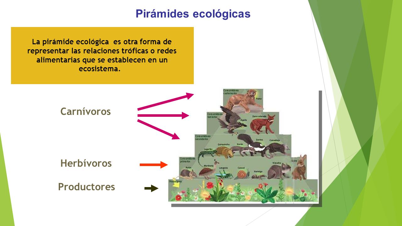 Pirámides ecológicas Carnívoros Herbívoros Productores