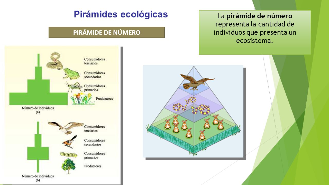 Pirámides ecológicas La pirámide de número representa la cantidad de individuos que presenta un ecosistema.