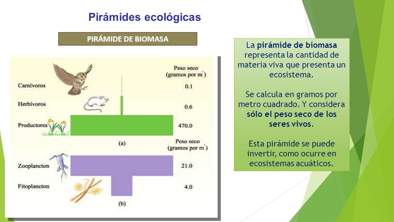 Esta pirámide se puede invertir, como ocurre en ecosistemas acuáticos.