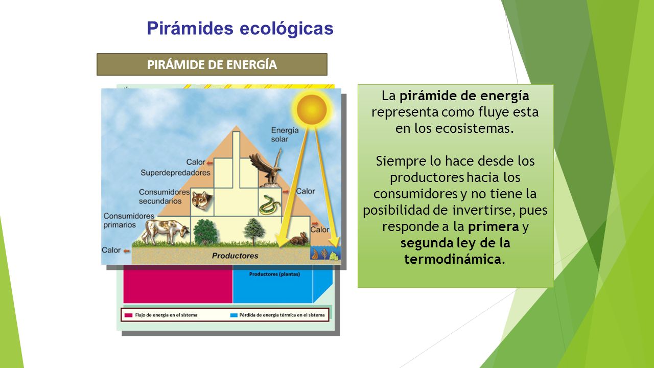La pirámide de energía representa como fluye esta en los ecosistemas.