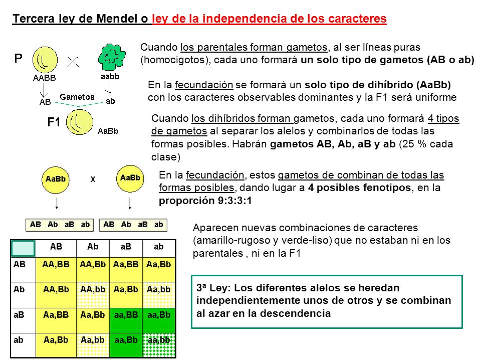 Tercera ley de Mendel o ley de la independencia de los caracteres