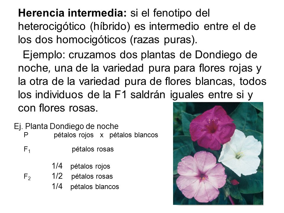 Herencia intermedia: si el fenotipo del heterocigótico (híbrido) es intermedio entre el de los dos homocigóticos (razas puras).