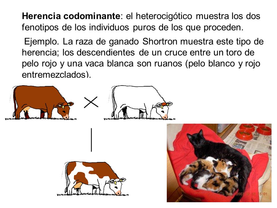 Herencia codominante: el heterocigótico muestra los dos fenotipos de los individuos puros de los que proceden.