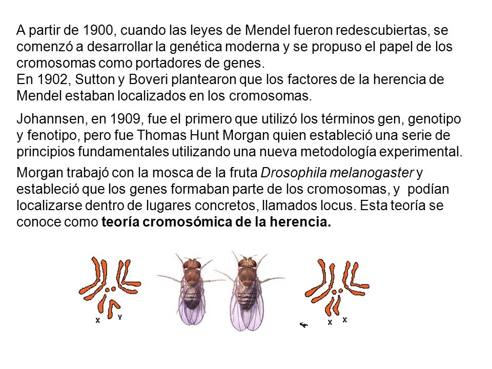 A partir de 1900, cuando las leyes de Mendel fueron redescubiertas, se comenzó a desarrollar la genética moderna y se propuso el papel de los cromosomas como portadores de genes.