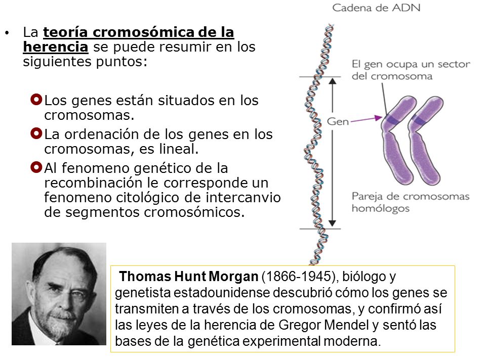 La teoría cromosómica de la herencia se puede resumir en los siguientes puntos: