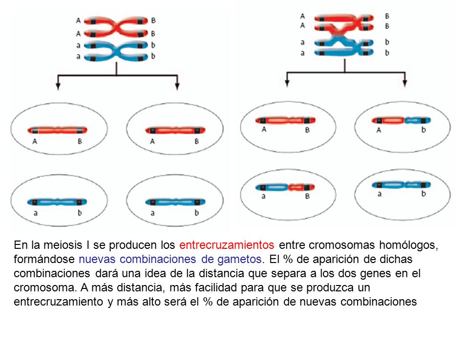 En la meiosis I se producen los entrecruzamientos entre cromosomas homólogos, formándose nuevas combinaciones de gametos.