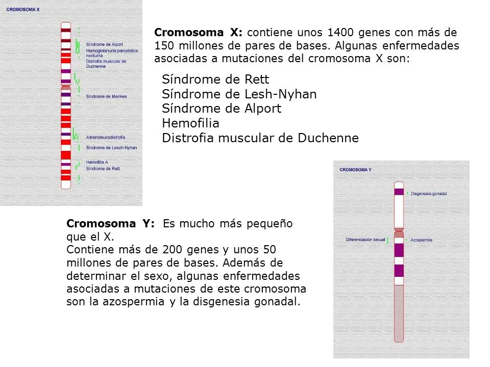 Síndrome de Rett Síndrome de Lesh-Nyhan Síndrome de Alport