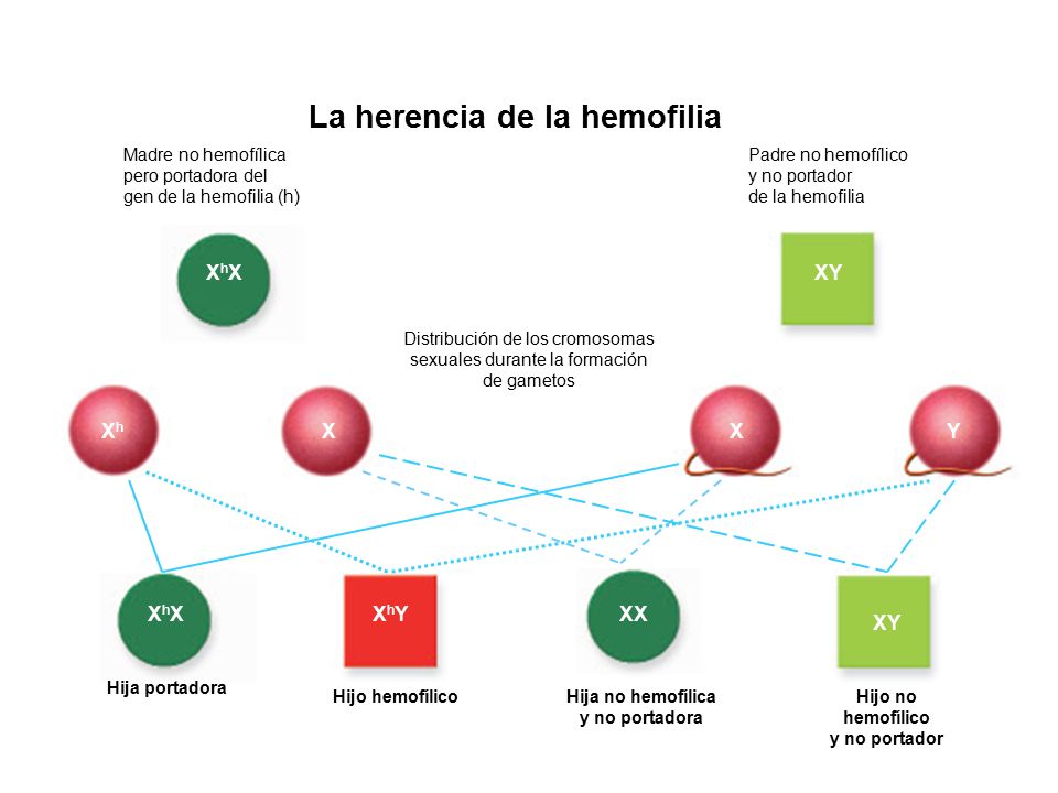 Hija no hemofílica y no portadora Hijo no hemofílico y no portador