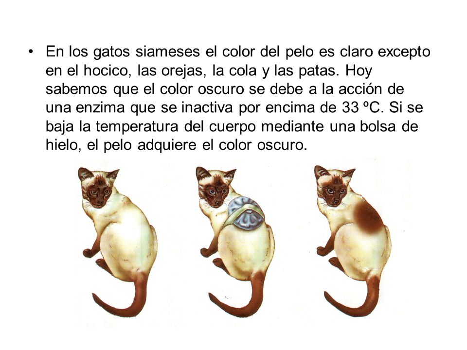 En los gatos siameses el color del pelo es claro excepto en el hocico, las orejas, la cola y las patas.
