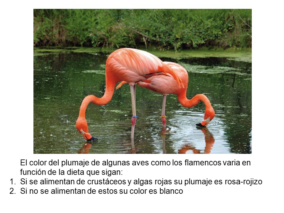 Si se alimentan de crustáceos y algas rojas su plumaje es rosa-rojizo