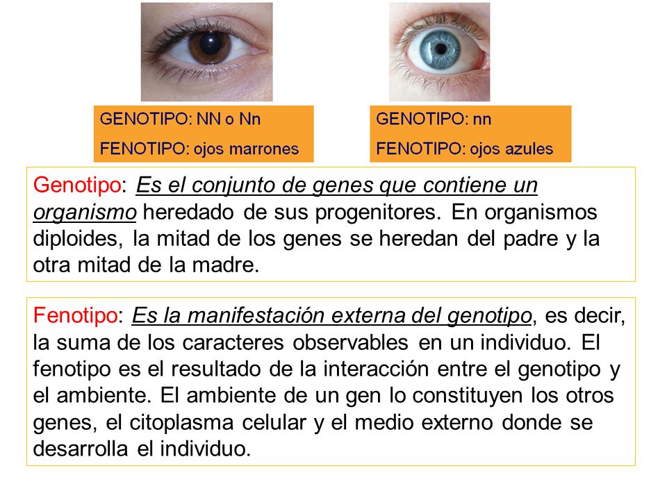 Genotipo: Es el conjunto de genes que contiene un organismo heredado de sus progenitores. En organismos diploides, la mitad de los genes se heredan del padre y la otra mitad de la madre.