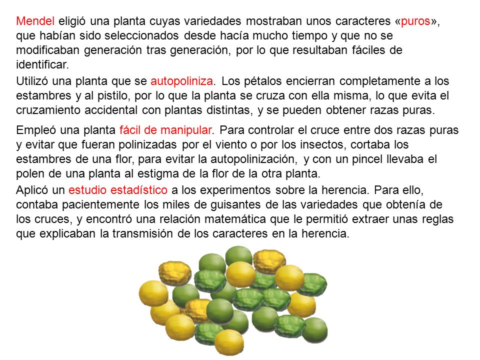 Mendel eligió una planta cuyas variedades mostraban unos caracteres «puros», que habían sido seleccionados desde hacía mucho tiempo y que no se modificaban generación tras generación, por lo que resultaban fáciles de identificar.