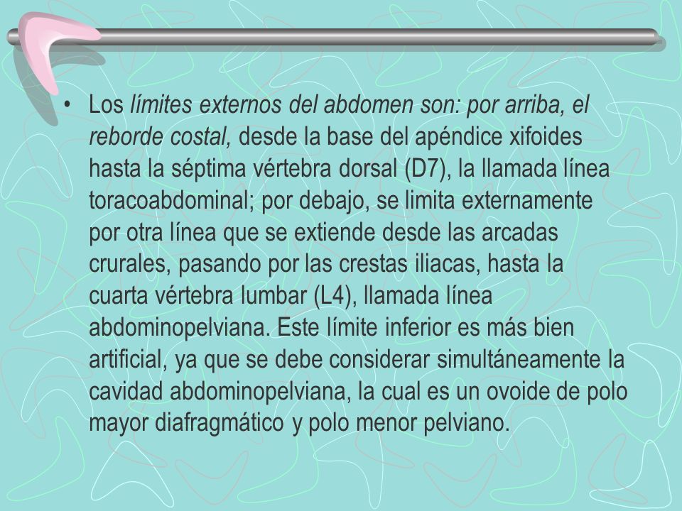 Los límites externos del abdomen son: por arriba, el reborde costal, desde la base del apéndice xifoides hasta la séptima vértebra dorsal (D7), la llamada línea toracoabdominal; por debajo, se limita externamente por otra línea que se extiende desde las arcadas crurales, pasando por las crestas iliacas, hasta la cuarta vértebra lumbar (L4), llamada línea abdominopelviana.