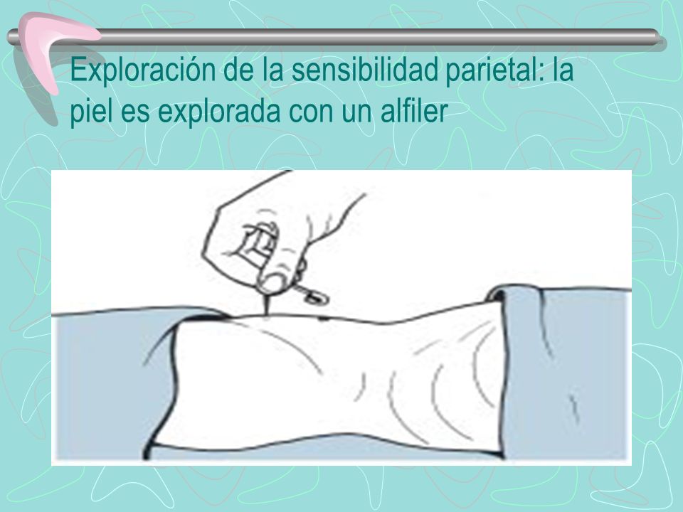 Exploración de la sensibilidad parietal: la piel es explorada con un alfiler