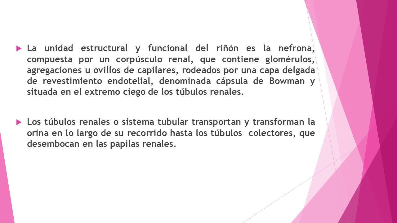 La unidad estructural y funcional del riñón es la nefrona, compuesta por un corpúsculo renal, que contiene glomérulos, agregaciones u ovillos de capilares, rodeados por una capa delgada de revestimiento endotelial, denominada cápsula de Bowman y situada en el extremo ciego de los túbulos renales.