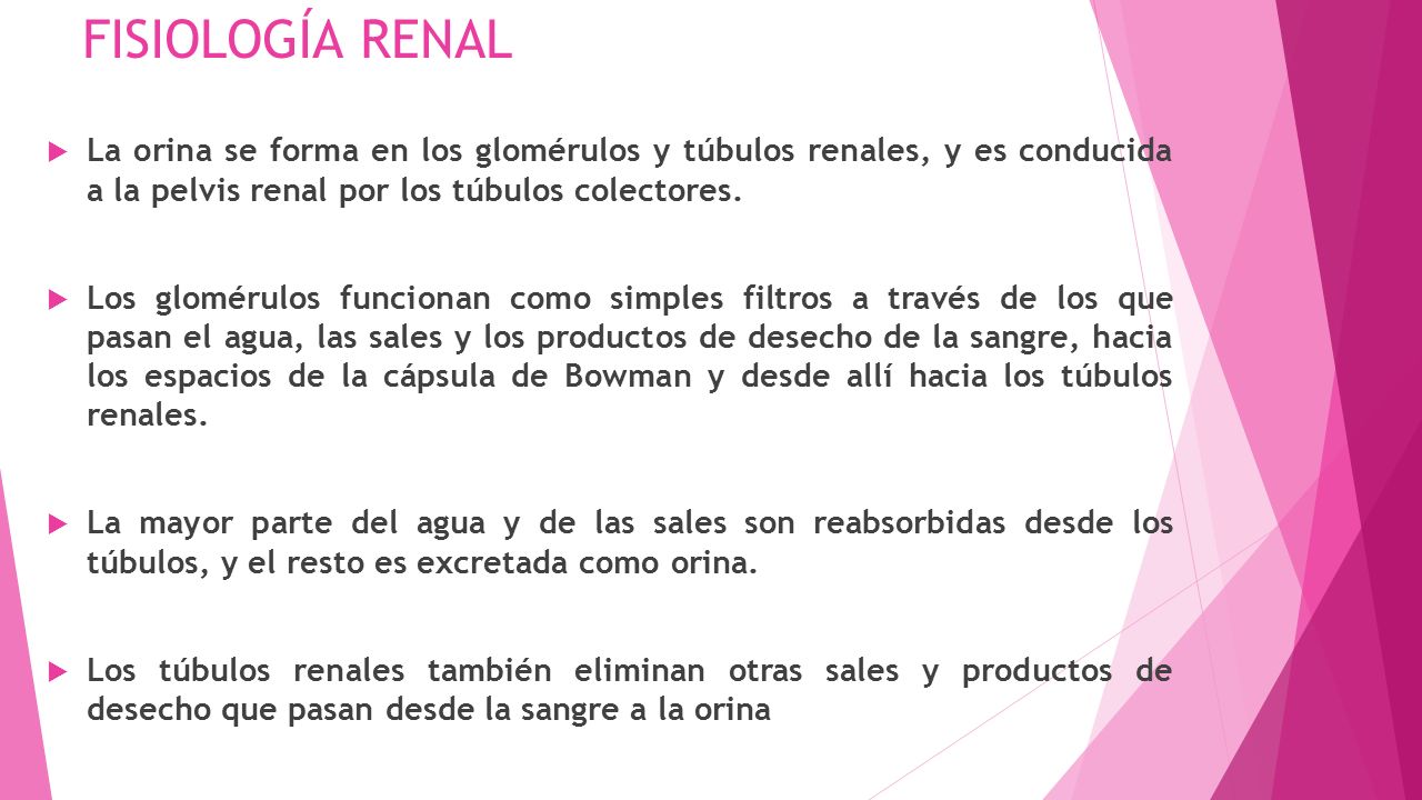 FISIOLOGÍA RENAL La orina se forma en los glomérulos y túbulos renales, y es conducida a la pelvis renal por los túbulos colectores.