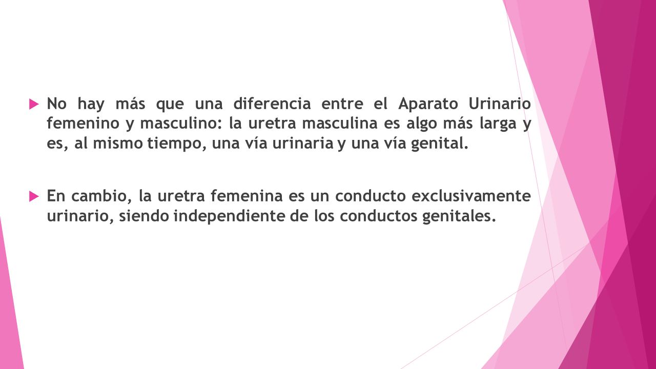 No hay más que una diferencia entre el Aparato Urinario femenino y masculino: la uretra masculina es algo más larga y es, al mismo tiempo, una vía urinaria y una vía genital.