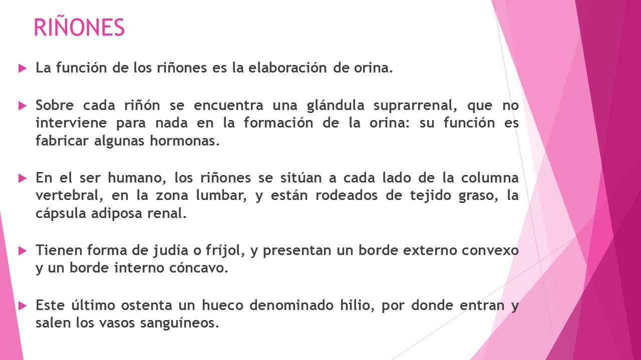 RIÑONES La función de los riñones es la elaboración de orina.