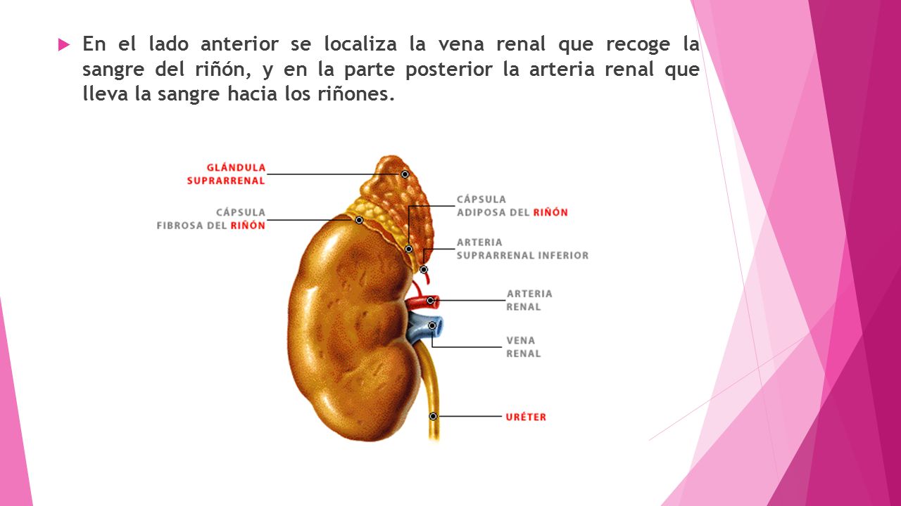 En el lado anterior se localiza la vena renal que recoge la sangre del riñón, y en la parte posterior la arteria renal que lleva la sangre hacia los riñones.