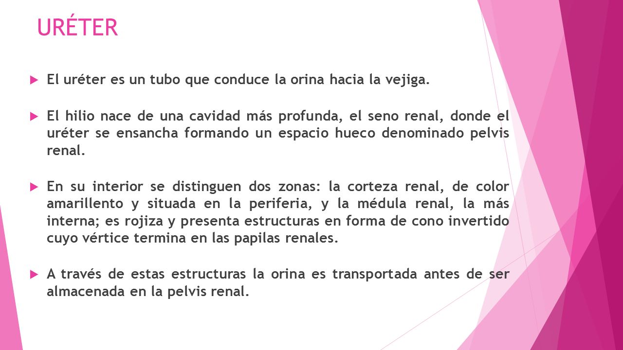 URÉTER El uréter es un tubo que conduce la orina hacia la vejiga.