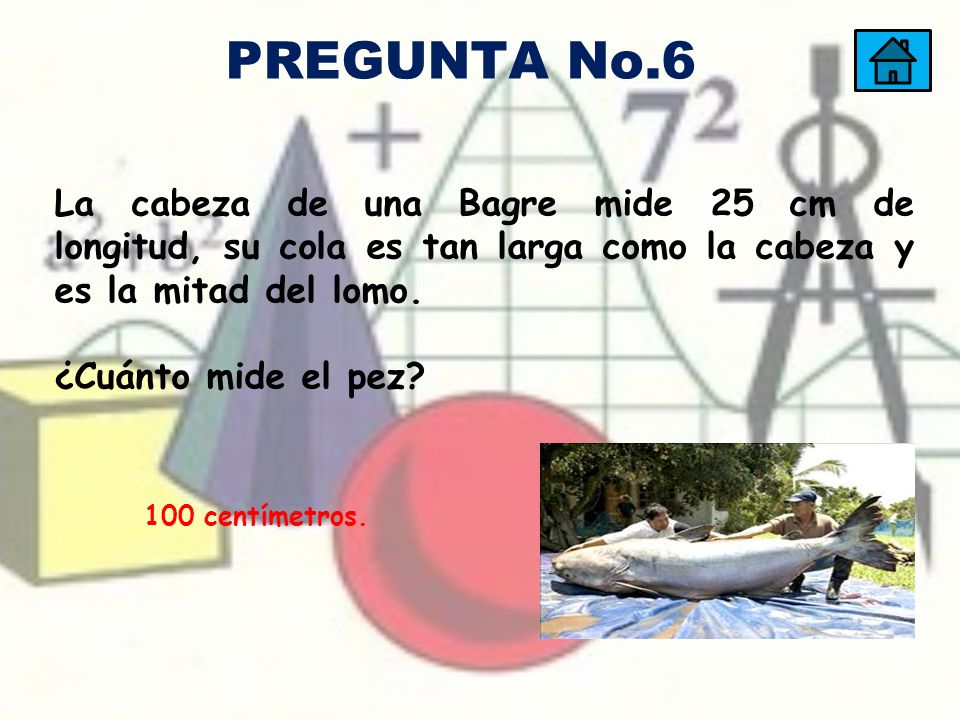 PREGUNTA No.6 La cabeza de una Bagre mide 25 cm de longitud, su cola es tan larga como la cabeza y es la mitad del lomo.