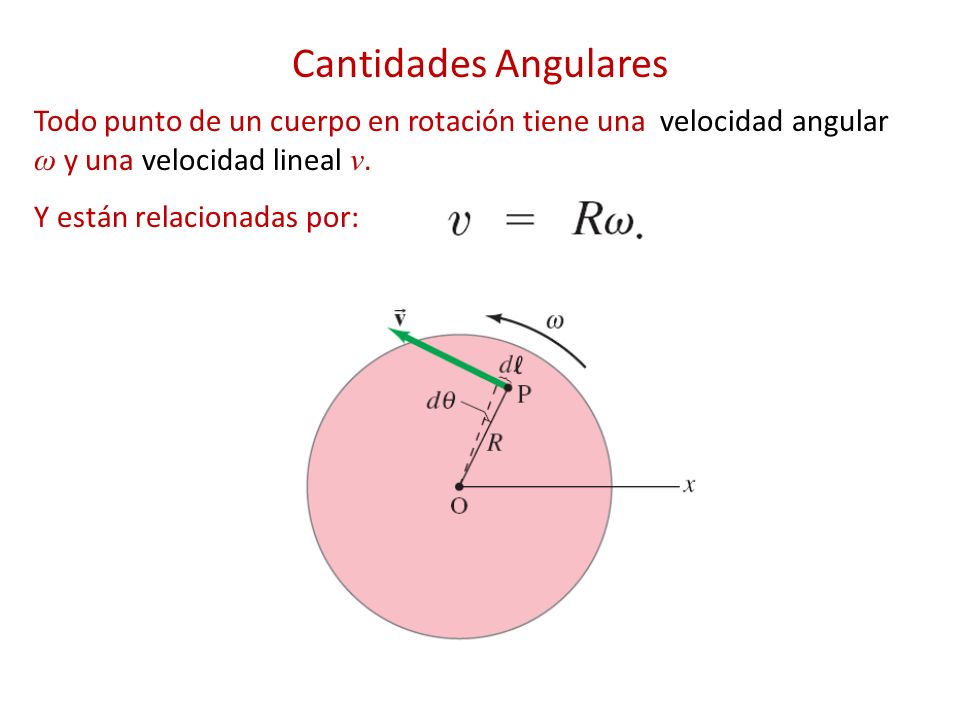 Cantidades Angulares Todo punto de un cuerpo en rotación tiene una velocidad angular ω y una velocidad lineal v.