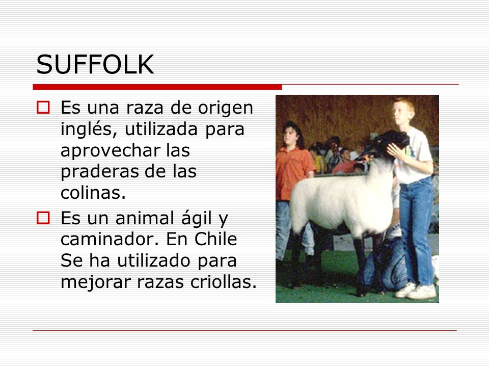 SUFFOLK Es una raza de origen inglés, utilizada para aprovechar las praderas de las colinas.