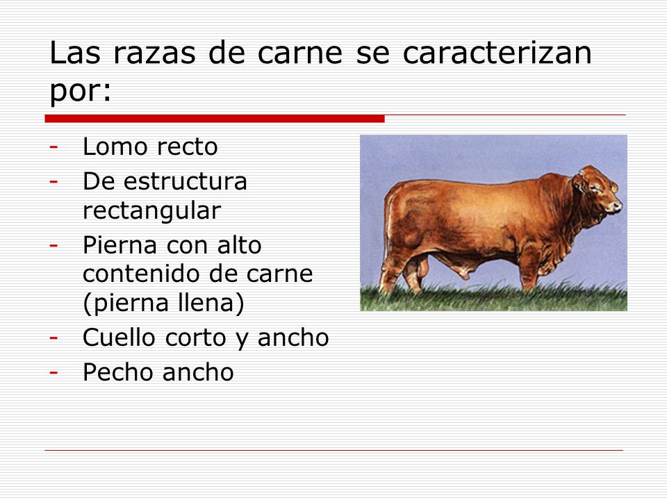 Las razas de carne se caracterizan por: