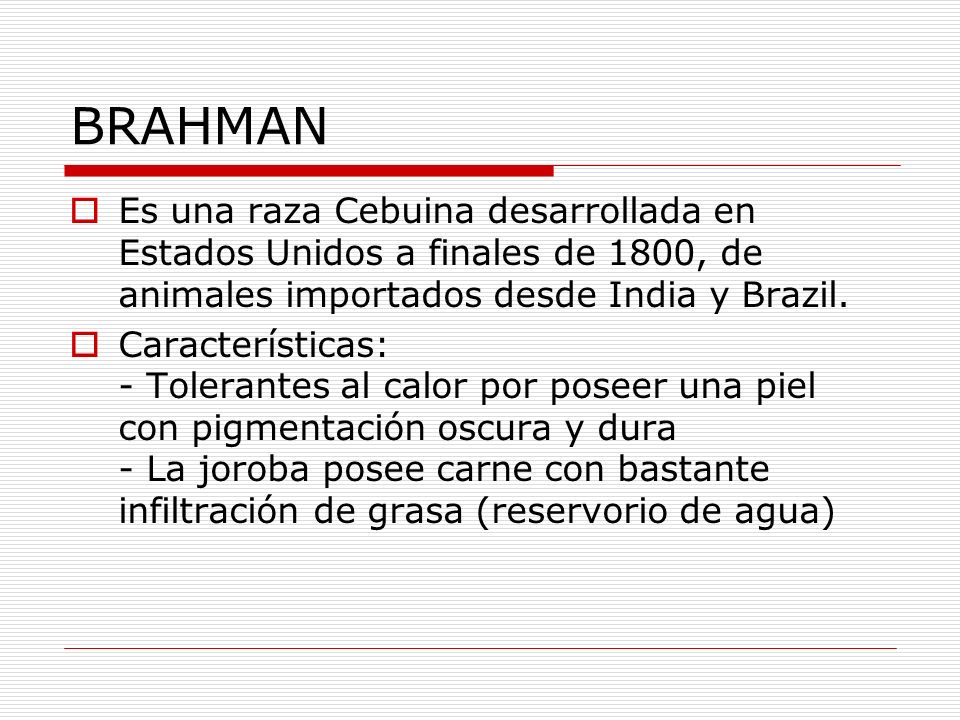 BRAHMAN Es una raza Cebuina desarrollada en Estados Unidos a finales de 1800, de animales importados desde India y Brazil.