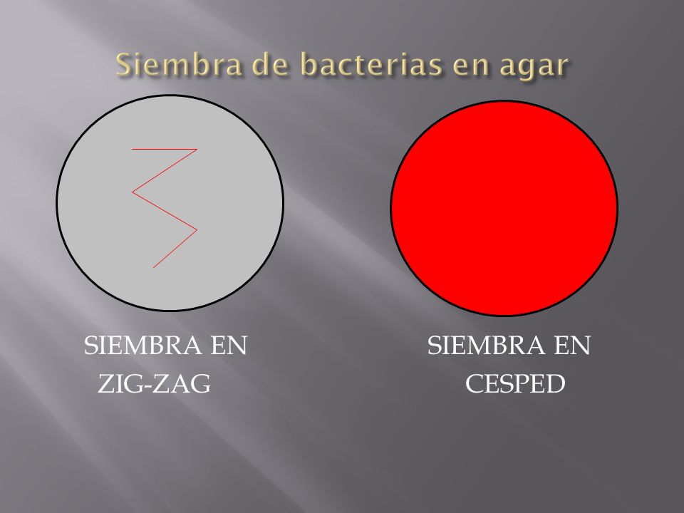Siembra de bacterias en agar