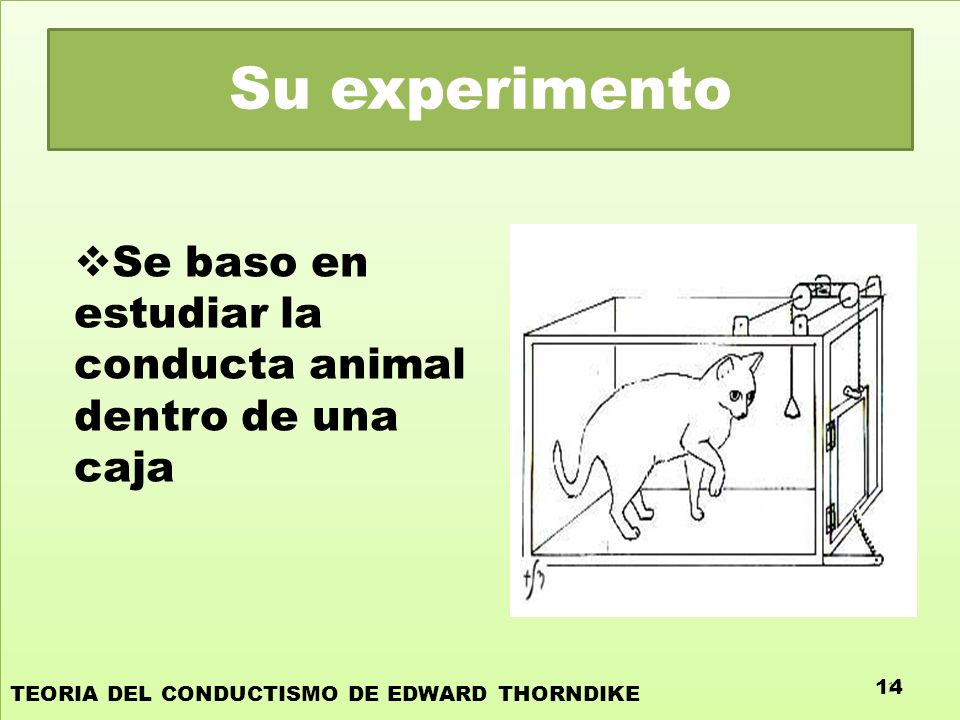 Su experimento Se baso en estudiar la conducta animal dentro de una caja. TEORIA DEL CONDUCTISMO DE EDWARD THORNDIKE.