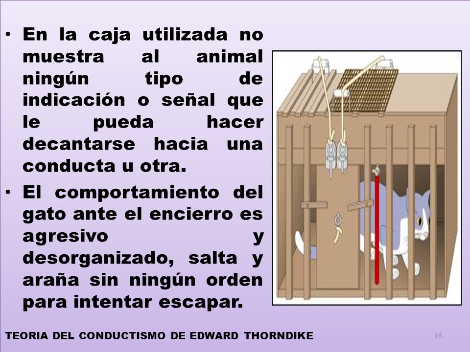 En la caja utilizada no muestra al animal ningún tipo de indicación o señal que le pueda hacer decantarse hacia una conducta u otra.