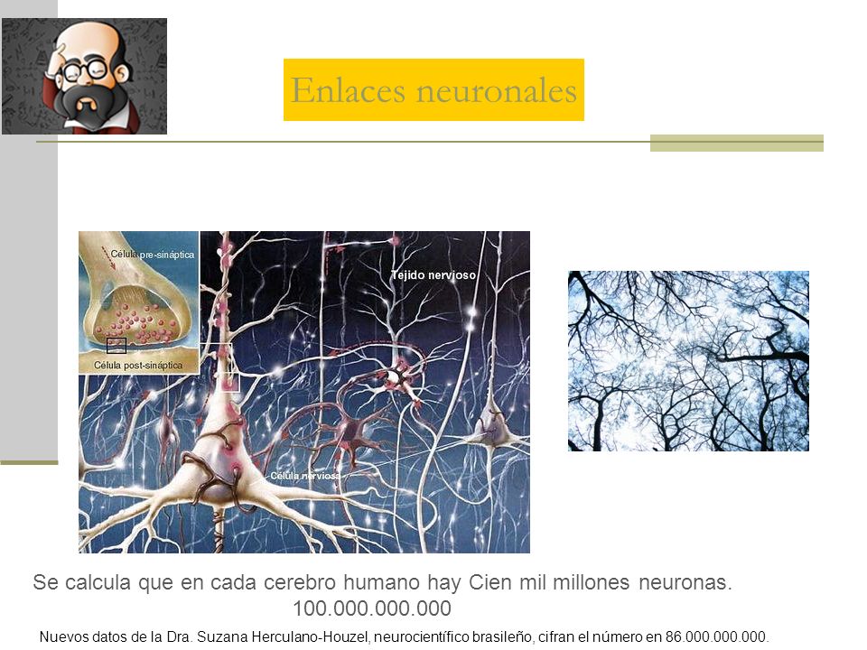 Enlaces neuronales Se calcula que en cada cerebro humano hay Cien mil millones neuronas