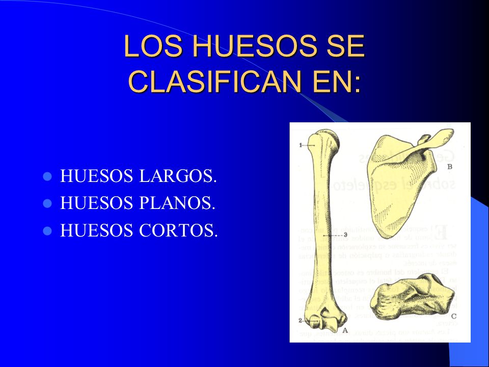 Osteologia. Klgo. Hugo López Peric. - ppt descargar