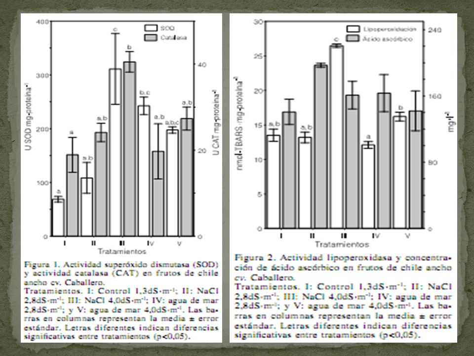 La actividad de SOD y CAT fue mayor en el tratamiento III evidenciando mayor estrés oxidativo.